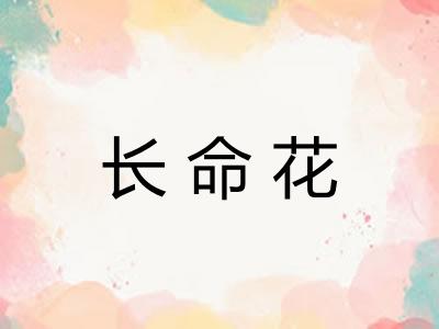 长命花