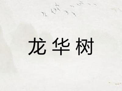 龙华树