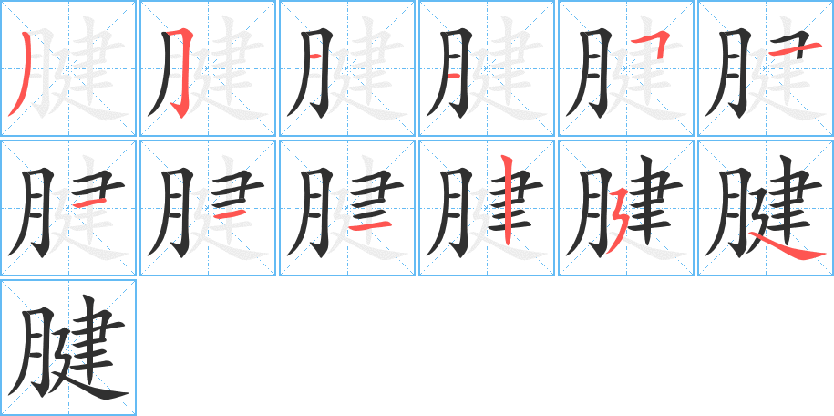 腱的笔顺分步演示图